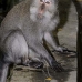 monkey_macaque_balinese_mf_ubud_v_1308_bal5029.jpg